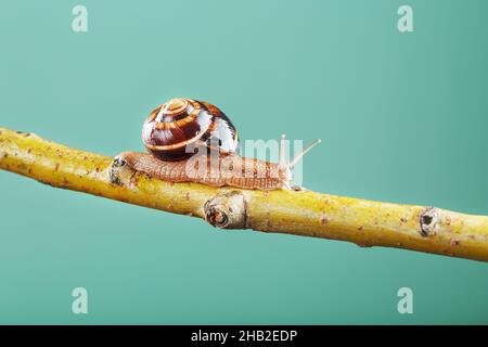 Un gros escargot avec des cornes et une coquille brune rampent le long d'une branche sur un fond vert.Le concept de surmonter la complexité Banque D'Images