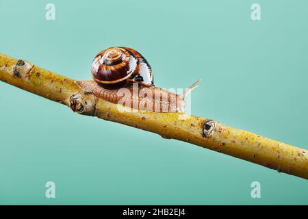 Un escargot de raisin de jardin rampant le long d'une branche sur un fond d'arbre et un fond vert.Espace de macro libre Banque D'Images