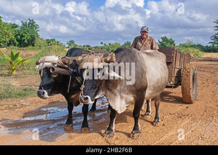 Agriculteur cubain en charrette à boeufs, le long de la route de terre / dirtroad dans la province de Sancti Spíritus sur l'île de Cuba, dans les Caraïbes Banque D'Images