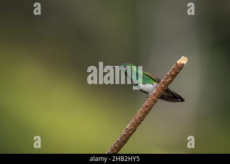 Hummingbird assis à ventre de neige avec arrière-plan flou Banque D'Images