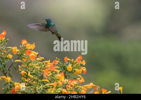 Oiseau-mouches vert Violetear à fleurs jaunes Banque D'Images