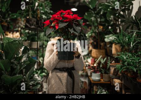 La jeune femme choisit l'arbre de Noël Euphorbia pulcherrima Poinsettia Euphorbiaceae fleur de Noël dans la boutique de fleurs se cachant derrière elle tenant pot dans la main Banque D'Images