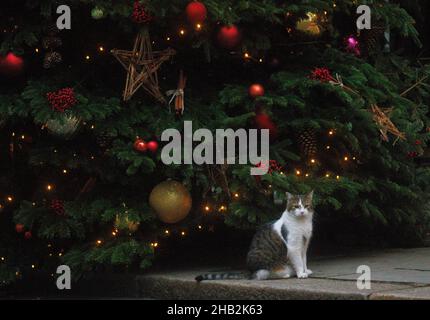 Londres, Royaume-Uni.16th décembre 2021.Larry le chat Downing Street se trouve sous l'arbre de Noël.Credit: Tommy London/Alay Live News Banque D'Images