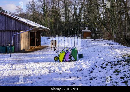 Un cheval brun dans un pâturage couvert de neige à côté de l'écurie.Au premier plan, trois brouettes fourragères de couleur jaune, pourpre et verte. Banque D'Images