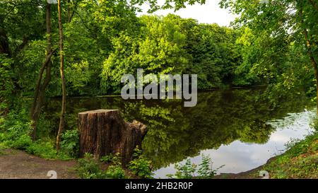 Une grande souche d'arbre sur la rive d'un étang dans South Park, Kaliningrad, Russie.Arbres et buissons le long d'un étang ou d'une rivière.Vue de la banque opposée. Banque D'Images