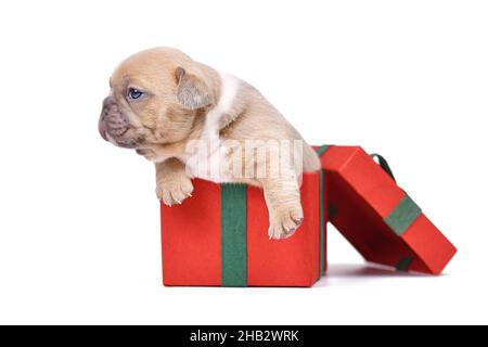 Chien Bulldog français chiot assis dans une boîte cadeau de Noël rouge sur fond blanc Banque D'Images