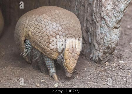 Un armadillo sphérique du sud sort de sa grotte Banque D'Images