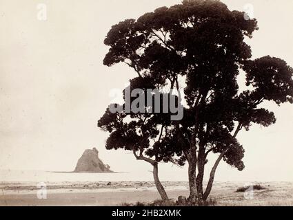 Pohutakawa Tree - Waiwera, Burton Brothers studio, studio de photographie, vers 1880, Dunedin,photographie Banque D'Images