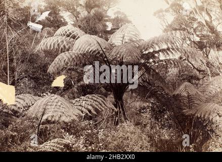 Fougères - Waitakerei - Auckland, Burton Brothers studio, studio de photographie, 1880s, Dunedin,photographie Banque D'Images