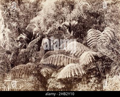 Fougères - Waitakerei - Auckland, Burton Brothers studio, studio de photographie, 1880s, Dunedin,photographie Banque D'Images