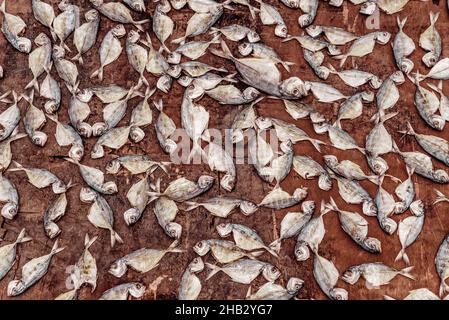 Poissons poissons déshydratés ou séchés au soleil Banque D'Images