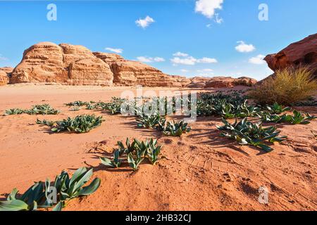 Formations rocheuses dans le désert de Wadi Rum, un soleil éclatant brille sur la poussière rouge et les rochers, plantes de calmar de mer (Drimia maritima) en premier plan, ciel bleu au-dessus Banque D'Images