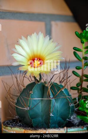 Belle vue sur un cactus à fleurs jaunes Banque D'Images