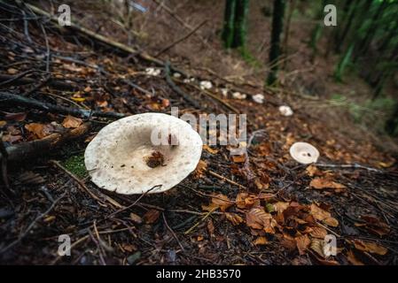 Anneau pittoresque de champignons de la calotte au lait poivré dans une forêt des Alpes Banque D'Images