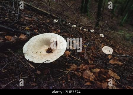 Anneau pittoresque de champignons de la calotte au lait poivré dans une forêt des Alpes Banque D'Images