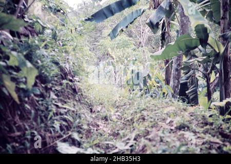 Drainage de contour sur une pente abrupte pour empêcher le déperflage causant l'érosion du sol, l'élevage de bananes et de cacao, rural Trinidad c 1962 Banque D'Images