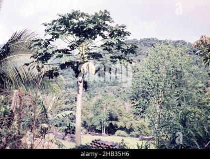 Arbre fruitier de pawpaw, Asimina triloba, croissant en milieu rural sont de Trinidad c 1962 - pots de bambou en arrière-plan utilisés pour les plantules de cacao et de banane Banque D'Images