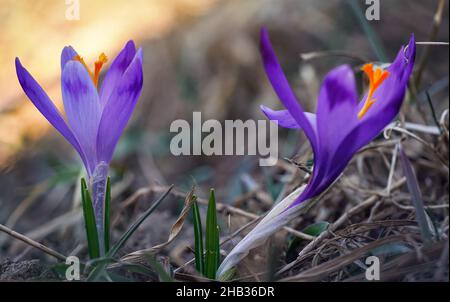 Iris violet et jaune sauvage (Crocus heuffelianus discolor) fleurs croissant à l'ombre, herbe sèche et feuilles autour Banque D'Images