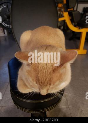 Chat de Tabby crème assis dans une position de pain sur un gymnase à la maison Banque D'Images