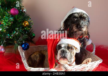 Deux chiens Boston Terrier e Little Schnauzer dans un panier à côté d'un petit arbre de Noël décoré.Joyeux Noël des chiens Banque D'Images