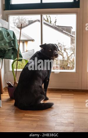 Un chien qui attend avec inquiétude à la fenêtre son maître de revenir Banque D'Images