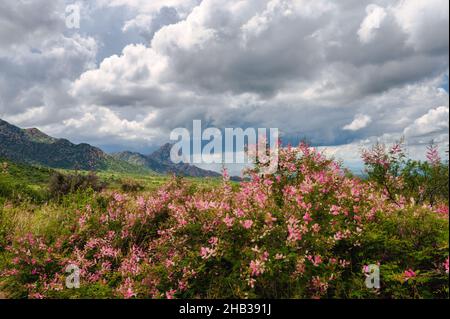 Des fleurs sauvages colorées et vibrantes poussent en été en Arizona pendant la mousson Banque D'Images