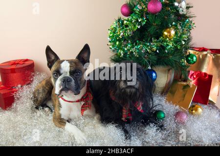 Deux chiens Boston Terrier e Little Schnauzer à côté d'un petit arbre de Noël décoré, cadeaux, balles, neige artificielle.Joyeux Noël, je vous souhaite la bienvenue Banque D'Images