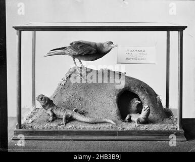 [Tuatara et Mutton Birds], studio Burton Brothers, studio de photographie, 1889, Dunedin,Photographie en noir et blanc, vitrine du musée avec panneau à l'intérieur lecture 'Otago University Museum - Tuatara mâle et femelle (Hattakia Punetata) et Mutton Birds Banque D'Images