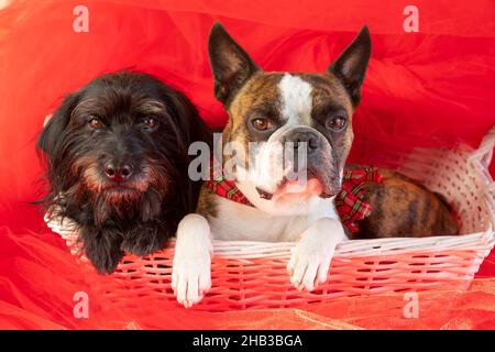 Deux chiens Boston Terrier e Little Schnauzer s'assoient dans un panier blanc sur fond rouge Banque D'Images