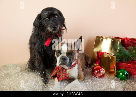 Deux chiens Boston Terrier e Little Schnauzer à côté de cadeaux, balles, neige artificielle.Joyeux Noël des chiens Banque D'Images