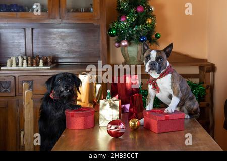 Deux petits chiens , Boston Terrier et Little Schnauzer emballage cadeaux pour Noël . drôle de photo de chiens se comportant comme les gens.Joyeux Noël greetin Banque D'Images