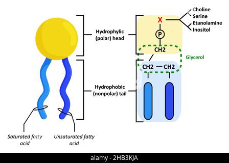 Structure des phospholipides incorporés dans les membranes cellulaires. Banque D'Images