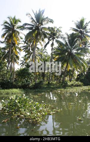 Paysage magnifique dans les marécages de mousson tropicale près de Kochi , Kerala, Inde Banque D'Images