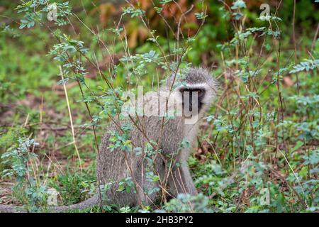 Singe vervet dans le parc national Kruger, Afrique du Sud Banque D'Images