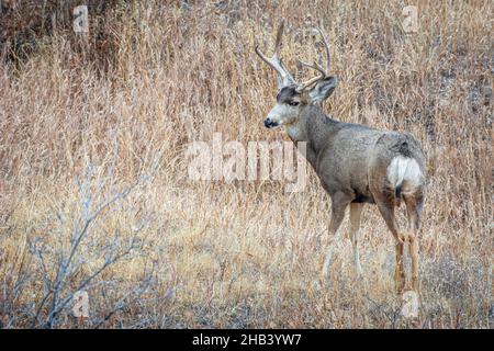 Buck de cerf mulet (Odocoileus hemionus) à l'écoute de la menace potentielle, Castle Rock Colorado USA.Photo prise en décembre. Banque D'Images