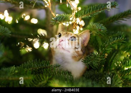 Le chat est assis à l'intérieur de l'arbre de Noël entouré d'une guirlande de LED, coincé ou grimpant sur l'arbre du nouvel an. Banque D'Images