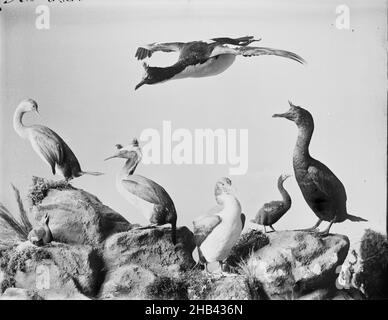 [Group of Shags], studio Burton Brothers, studio de photographie, Dunedin, photographie en noir et blanc Banque D'Images