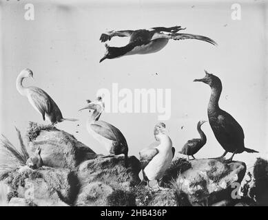 [Group of Shags], studio Burton Brothers, studio de photographie, Dunedin, photographie en noir et blanc Banque D'Images