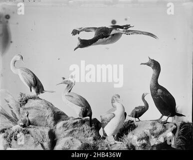 [Group of Shags], studio Burton Brothers, studio de photographie, Dunedin, photographie en noir et blanc Banque D'Images