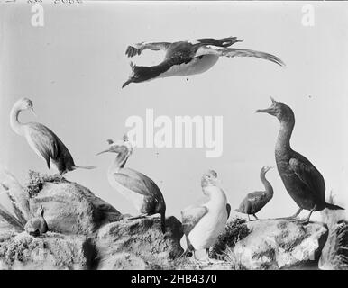 [Group of Shags], studio Burton Brothers, studio de photographie, Dunedin, photographie en noir et blanc Banque D'Images