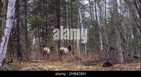 Troupeau de wapitis de Clam Lake dans le nord du Wisconsin. Banque D'Images