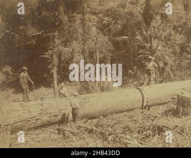 Giant Kauri, Taupaki Bush, Burton Brothers studio, studio de photographie, 1880s,Dunedin, photographie en noir et blanc Banque D'Images