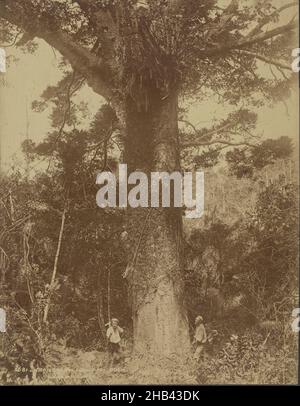 Giant Kauri, Taupaki Bush, Burton Brothers studio, studio de photographie, 1880s,Dunedin, photographie en noir et blanc Banque D'Images