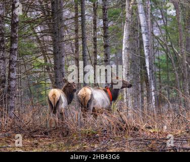 Troupeau de wapitis de Clam Lake dans le nord du Wisconsin. Banque D'Images