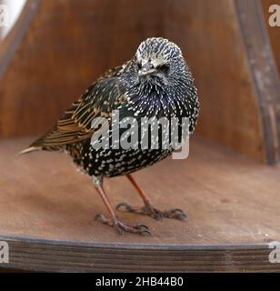 Berlin, Charlottenburg, Allemagne.16th décembre 2021.Une étoile (songbird) sur Breitscheidplatz. Dans le quartier berlinois de Charlottenburg.(Credit image: © Simone Kuhlmey/Pacific Press via ZUMA Press Wire) Credit: ZUMA Press, Inc./Alamy Live News Banque D'Images