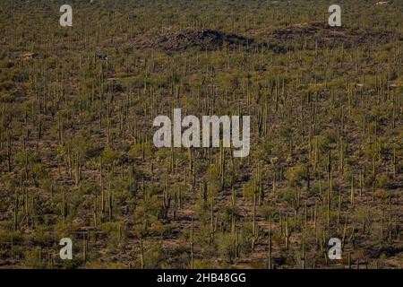 Vue sur Une forêt de Saguaro Cactus dans le désert de Sonoran Banque D'Images