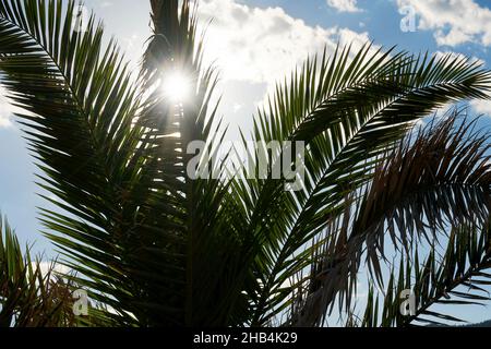 Le soleil éclatant brille à travers les feuilles du palmier.Climat tropical et nature Banque D'Images