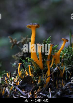 Craterellus lutescens, également connu sous le nom de Cantharellus lutescens, communément appelé pied jaune ou Chanterelle dorée, champignon sauvage de Finlande Banque D'Images