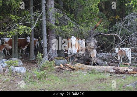 Bétail en liberté qui broutage dans un pâturage forestier en Finlande Banque D'Images