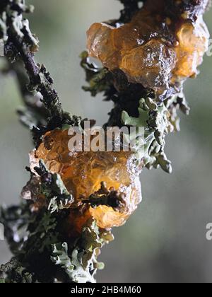 Gymnosporangium cornutum, connu sous le nom de couronne de rowan, champignon sauvage de Finlande Banque D'Images